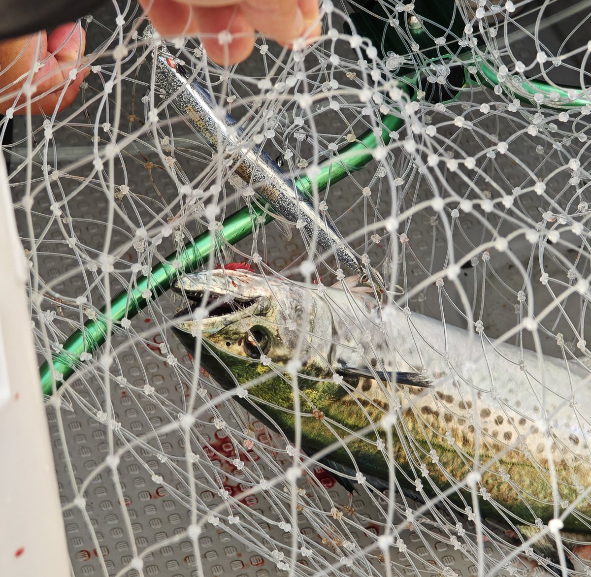 久しぶりのキャスティングでサゴシが良く釣れ楽しめました🙆
ただ、ジャーキングでは一本だけ🤯