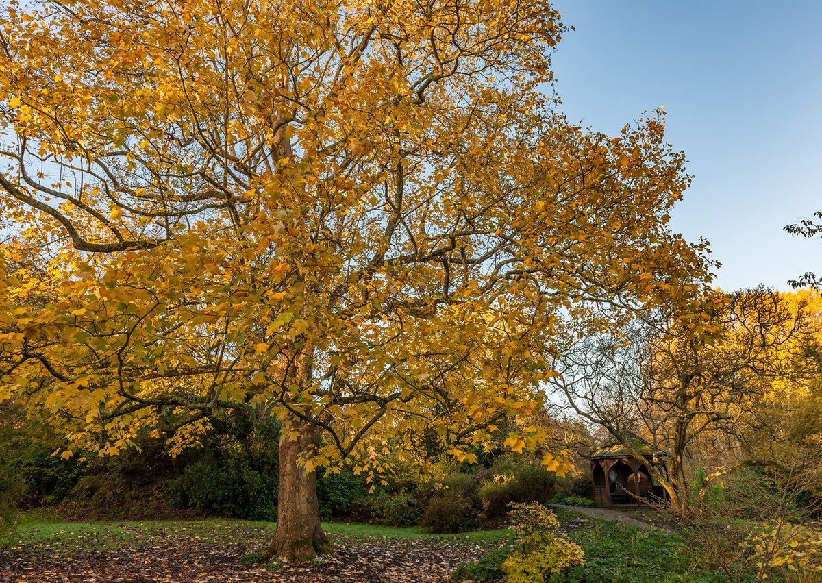 Our #Liriodendron chinense stands proudly, its leaves now cast in a golden glow. This magnificent tree, raised from seed collected in central China by renowned plant hunter Ernest Wilson, was planted in 1913 and became the first of its kind to flower in Europe in 1927.