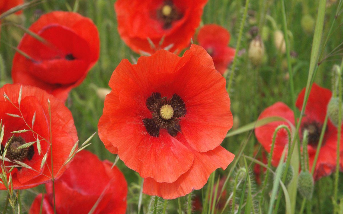 KCADeutagCEO's tweet photo. We give thanks to those who made the ultimate sacrifice. Many people continue to suffer today. #LestWeForget  #RemembranceDay #cultureofcare #enhancethebrand https://t.co/PKcy7F4SqY