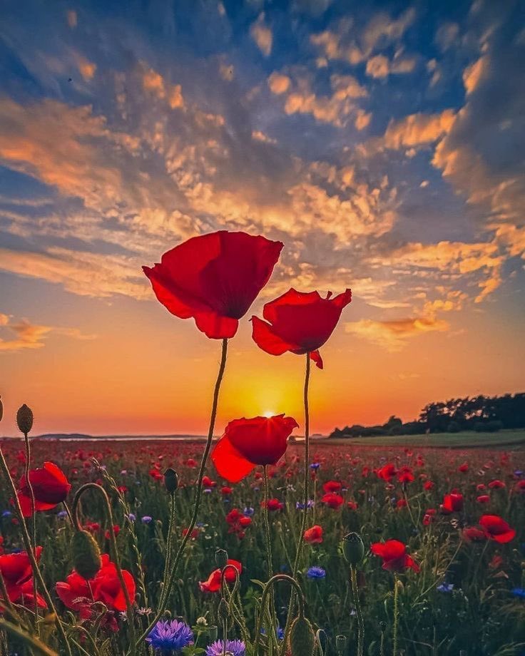 At the going down of the sun and in the morning
We will remember them