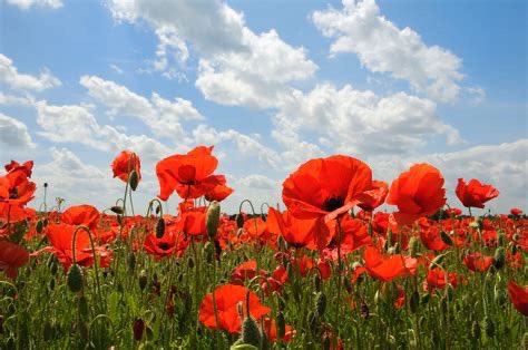“They shall grow not old, as we that are left grow old: 
Age shall not weary them, nor the years condemn.
At the going down of the sun and in the morning
We will remember them.”