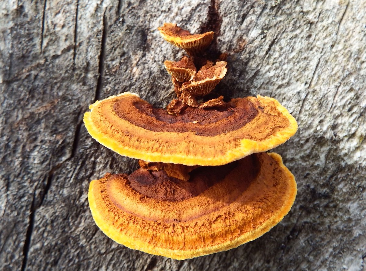 FirstNature1's tweet photo. 𝐁𝐫𝐚𝐜𝐤𝐞𝐭 𝐁𝐞𝐚𝐮𝐭𝐲
On the sawn end a long-dead Spruce trunk, tiers of bracket fungi sparkle in the late-autumn sunshine. Nice find in a difficult year for fungi. Conifer Bracket 𝘎𝘭𝘰𝘦𝘰𝘱𝘩𝘺𝘭𝘭𝘶𝘮 𝘴𝘦𝘱𝘪𝘢𝘳𝘪𝘶𝘮 isn't always such a bright orange colour. #fungi https://t.co/DO7zHW7aXm