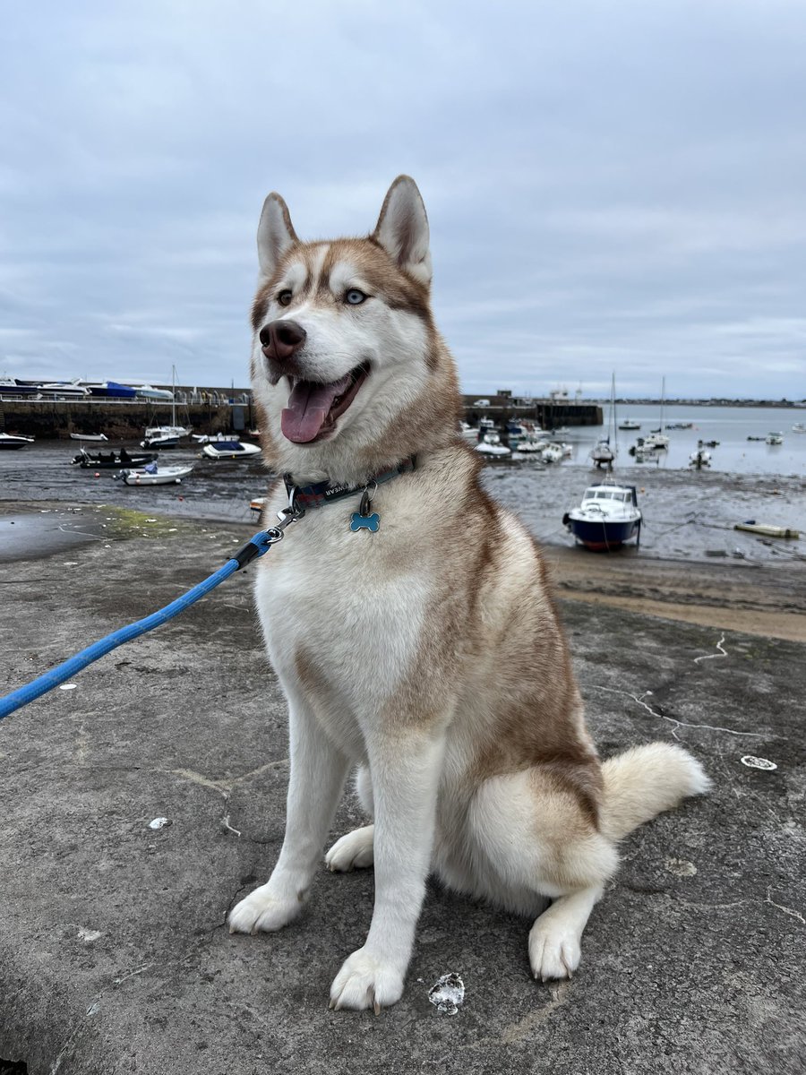 I met a dog in the UK does anyone recognize him