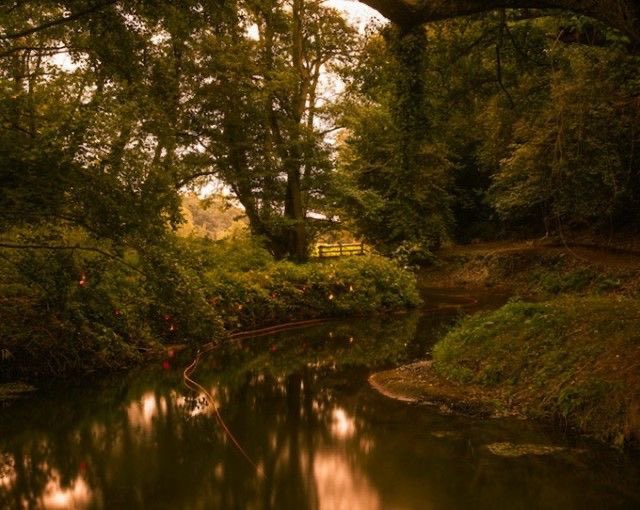 visualtherapy0's tweet image. golden hours in the woods