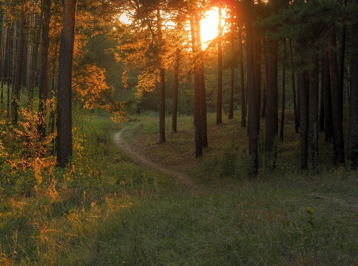 visualtherapy0's tweet image. golden hours in the woods