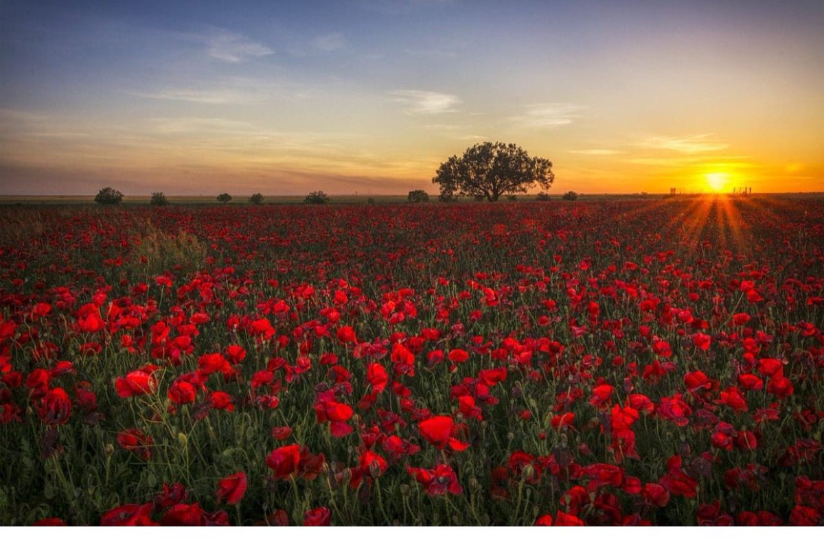 They shall grow not old as we that are left grow old: Age shall not weary them, nor the years condemn. We will remember them. #lestweforget🌹
