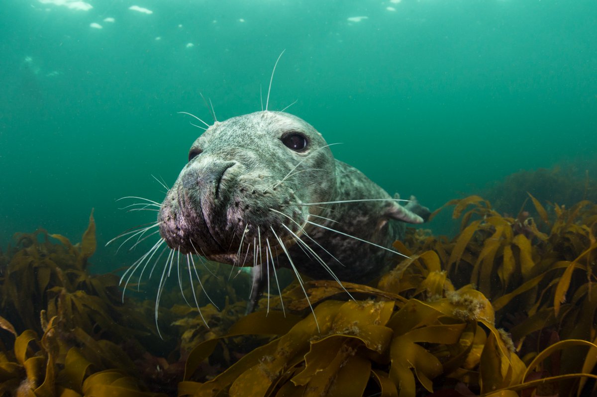 WildlifeTrustSWWales 🦡🐬 tweet media