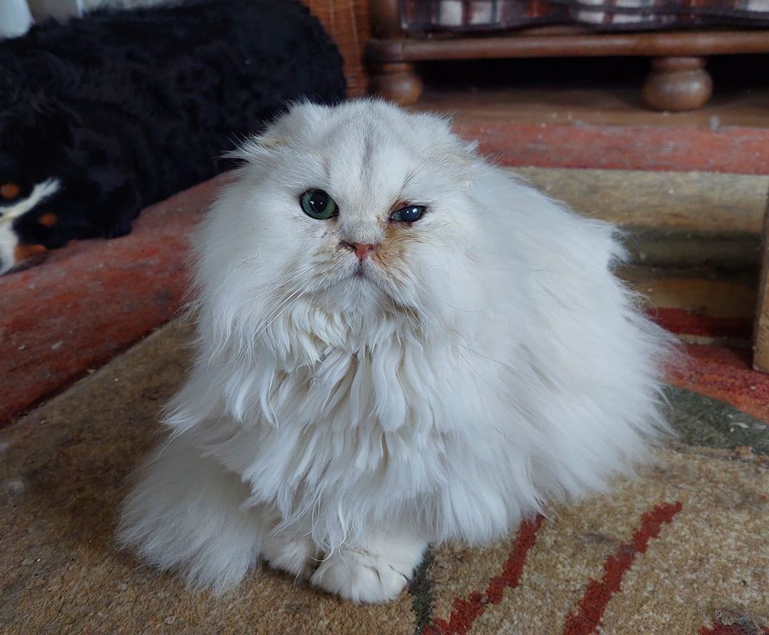 Kochani, proszę Was, każdego z osobna, jak tu ze mną jesteście...

Pomóżcie uratować życie Gucia 😭
Brakuje 1925 zł, a ja już nie mogę więcej wpłacić, nie mam też pomysłu co więcej wymyślić. Zrobiłam już wszystko co mogłam.

pomagam.pl/zyciegucia

Proszę o zasięg dla niego 😟