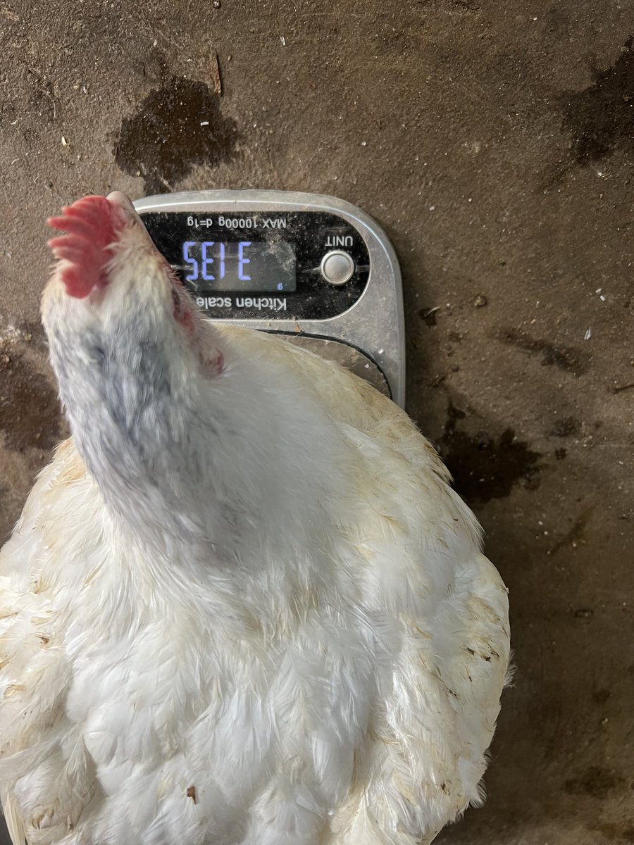 Average weight of 3.2kgs at 2 months. 

#campjamesfarm