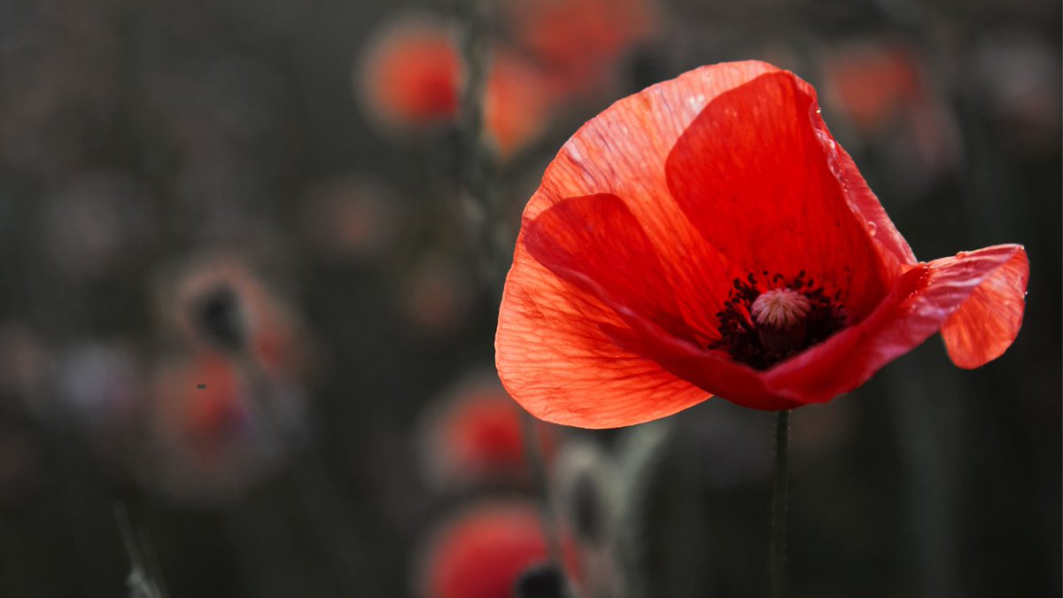 FootstepsDesign's tweet image. In Flanders fields, the poppies blow
Between the crosses, row on row,
That mark our place; and in the sky
The larks, still bravely singing, fly
Scarce heard amid the guns below.