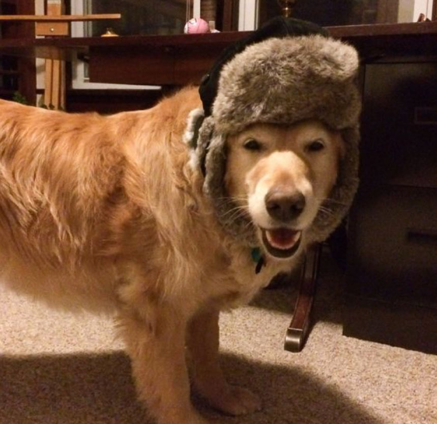 fdc as dogs (@fontainesdogc) on Twitter photo 