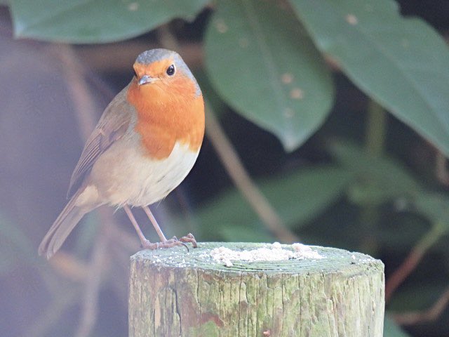 beardedbirders's tweet photo. How can anyone not love a Robin
The day always seem that little bit brighter when one graces you with its presence doesnโt it?
#robin #robins #robinredbreast #robinbird #bird #birds #birdcapture #birdcaptures #birdwatch #birdwatcher
#TwitterNatureCommunity https://t.co/oT25ojb87k
