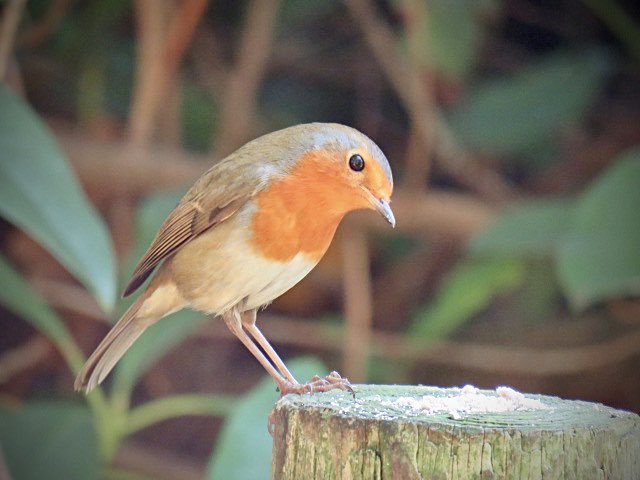beardedbirders's tweet photo. How can anyone not love a Robin
The day always seem that little bit brighter when one graces you with its presence doesnโt it?
#robin #robins #robinredbreast #robinbird #bird #birds #birdcapture #birdcaptures #birdwatch #birdwatcher
#TwitterNatureCommunity https://t.co/oT25ojb87k