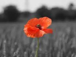 Lest we forget 🌺