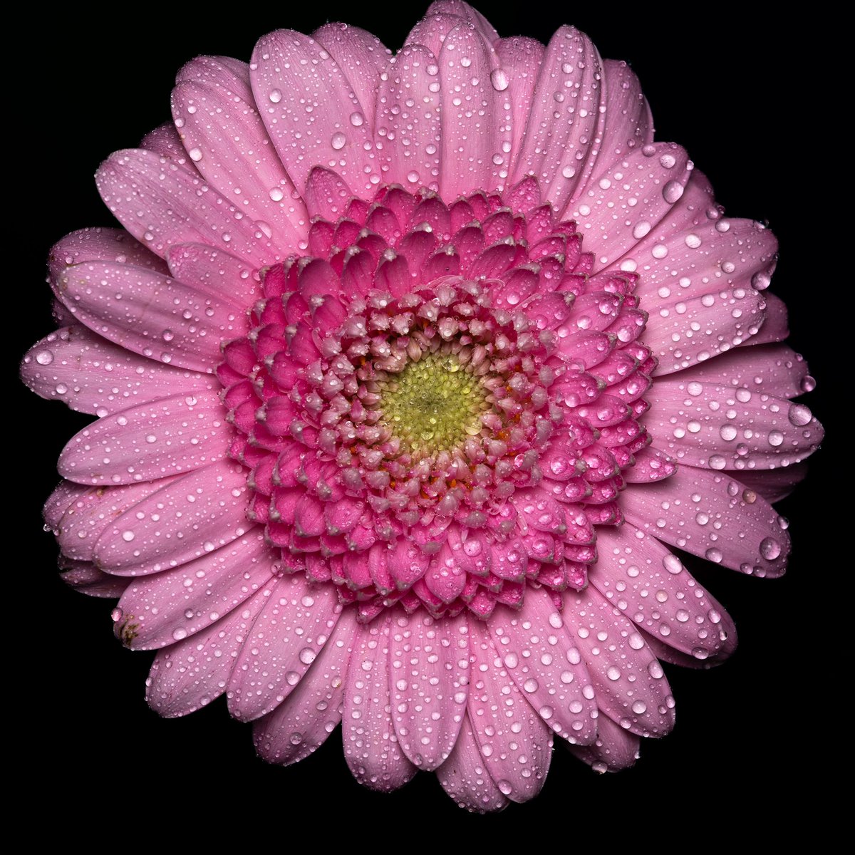 RCederfjard's tweet photo. Share your photos of flowers! 🌺 https://t.co/AozIXracGW
