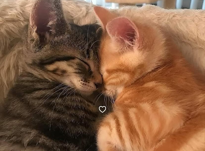 Catsillyness's tweet photo. Cuddle https://t.co/7vy0DTrCYW