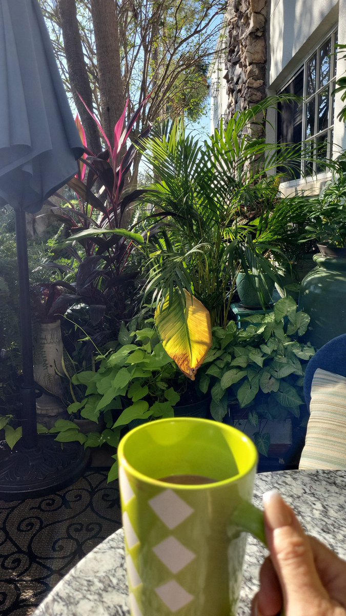 My backyard patio,Sunday, 9:06am