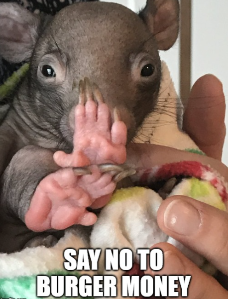 GM $WOMBAT 

Are we ready for another run ?