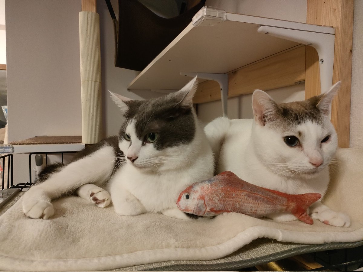 guintomilo's tweet photo. 2024年11月10日の銀チャンマイチャン
「あなたが落としたのは赤い魚ですか？それとも青い魚ですか？
それとも…金のウツボですか？🙀」
#保護猫 #ねこ #cat #猫がいる生活 
#猫の居る暮らし #猫動画
#猫好きさんと繋がりたい https://t.co/FmEKM4OACZ