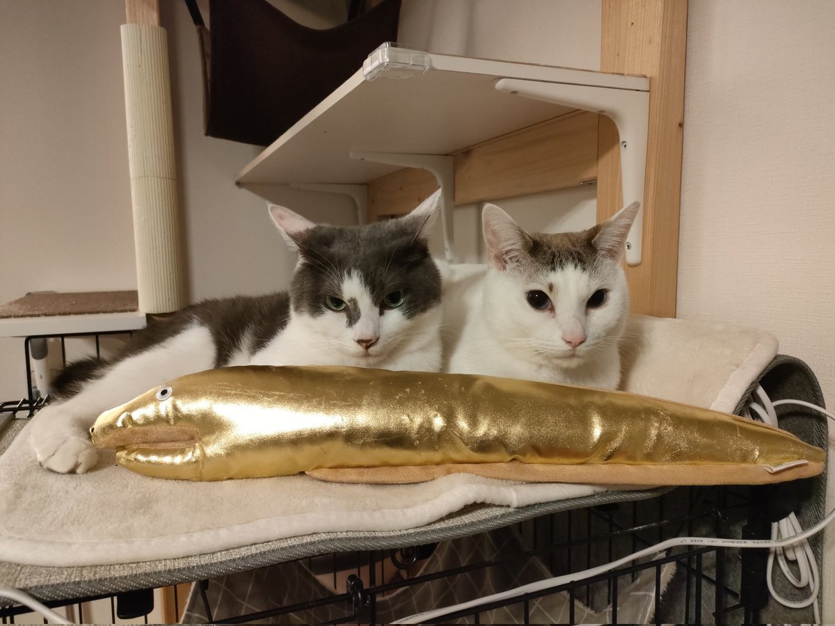 guintomilo's tweet photo. 2024年11月10日の銀チャンマイチャン
「あなたが落としたのは赤い魚ですか？それとも青い魚ですか？
それとも…金のウツボですか？🙀」
#保護猫 #ねこ #cat #猫がいる生活 
#猫の居る暮らし #猫動画
#猫好きさんと繋がりたい https://t.co/FmEKM4OACZ