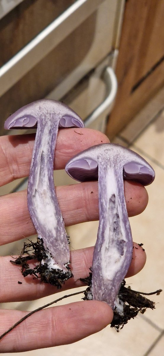 KnownBandit's tweet photo. Is this a blewit? https://t.co/oZ60i2nJmx