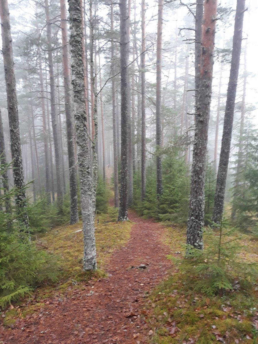 ileximius's tweet image. Last moments (hopefully) to enjoy forest trails in the highest region of South-West Finland before the snow season.