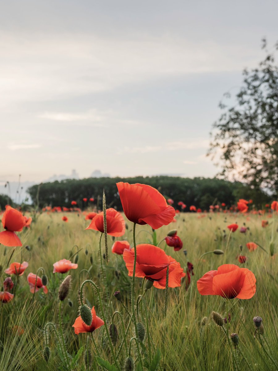 We will remember them.