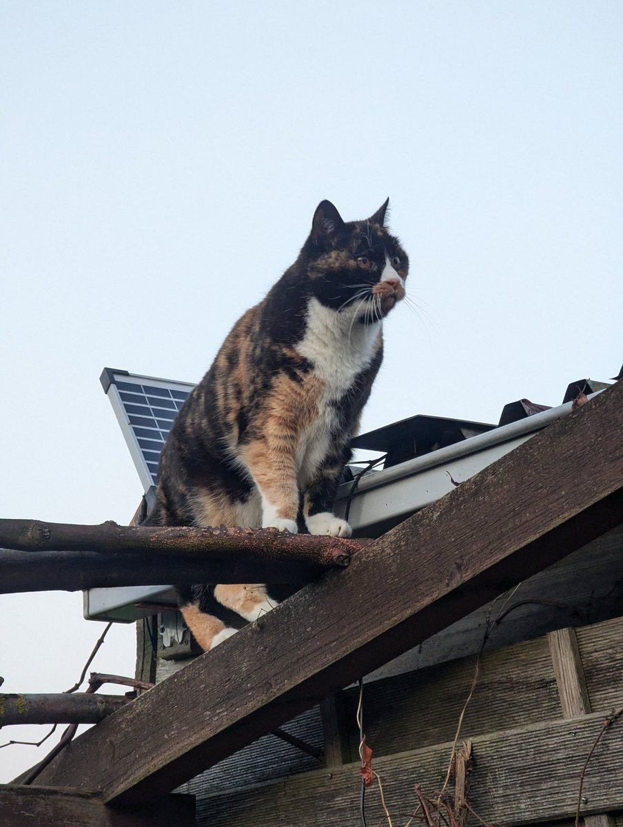 Und so sieht eine Katze aus, die unter dem Einfluss von Solensia vergisst, dass sie schwere Arthrose und Spondylose hat 🫣

Komm da runter Finchen 🙄 Solche Abenteuer sind nichts mehr für dich, die überlässt du am besten den Jüngeren 🤭