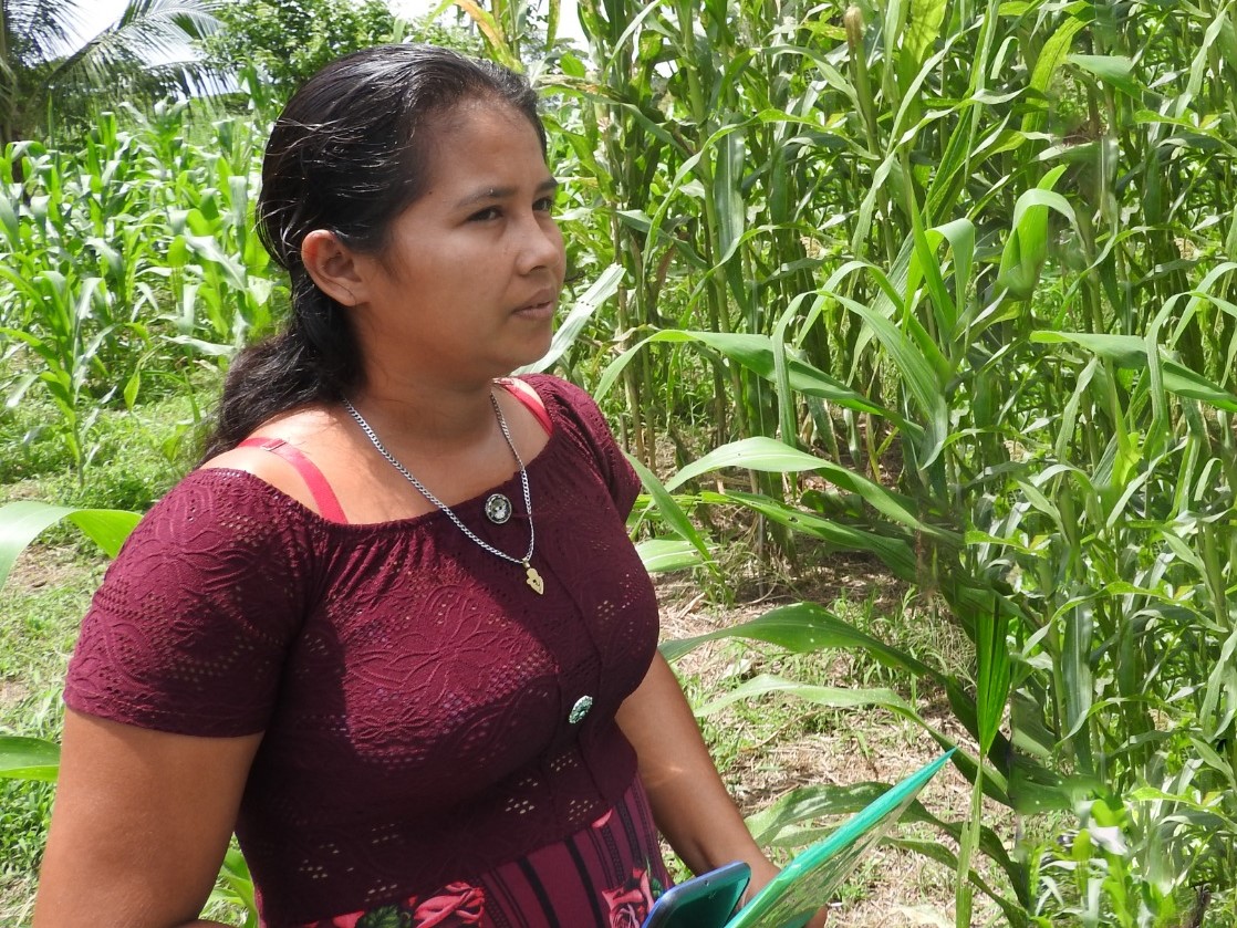 #RíoSanJuan|Nicaragua: Desde agosto, Anierka González, está monitoreando y registrando datos de floración, tallo, hojas y mazorca, de 1 parcela con 10 variedades de 🌽, acompañada de <a href="/UNAnicaragua/">Universidad Nacional Agraria - Nicaragua</a> para adaptarse al clima local. Con apoyo de <a href="/adtgalicia/">Amigas da Terra</a>, <a href="/AmigosTierraEsp/">Amigas de la Tierra</a> y <a href="/Xunta/">Xunta de Galicia</a>.