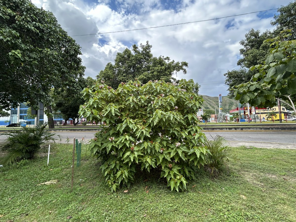 #SiembraUnArbolHoy Av. Las Delicias Urb. Andrés Bello #Maracay #Onoto 🌳