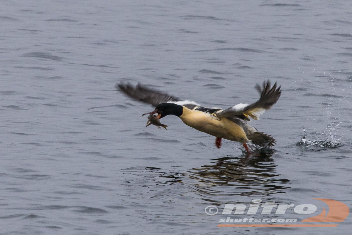 IvanS (@nitroshutter) on Twitter photo after a seriously crap week a quick trip out to <a href="/STWDraycote/">Draycote Water</a> to clock the knot, fudge duck and scaup (and a sneaky goosander) <a href="/Draycotebirding/">Draycotebirding</a> #BirdsSeenIn2024 <a href="/waderquest/">Wader Quest</a> and then my camera failed 😬 after a seriously crap week a quick trip out to <a href="/STWDraycote/">Draycote Water</a> to clock the knot, fudge duck and scaup (and a sneaky goosander) <a href="/Draycotebirding/">Draycotebirding</a> #BirdsSeenIn2024 <a href="/waderquest/">Wader Quest</a> and then my camera failed 😬
