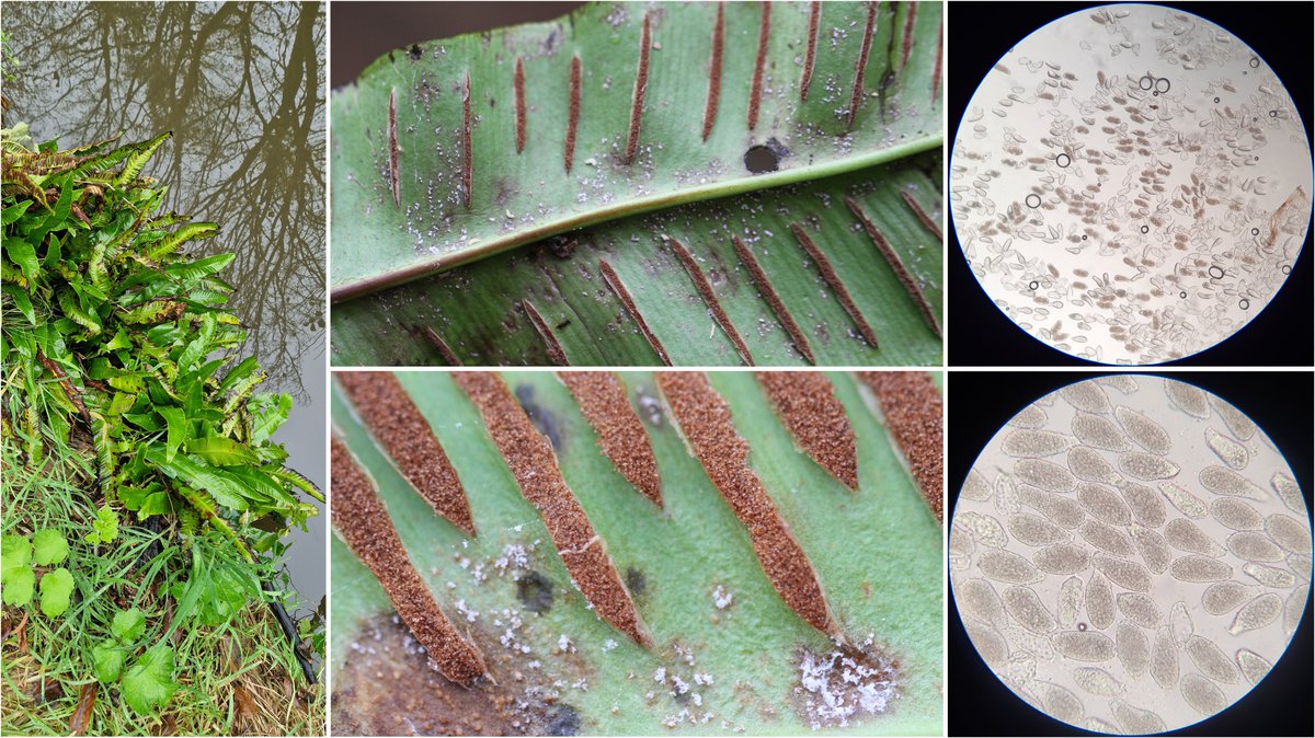 wheatpath's tweet image. #Rust on hart&apos;s-tongue fern (#Asplenium scolopendrium) caused by #Milesina scolopendrii (Les Vaux de Cernay, Rambouillet forest, FR).