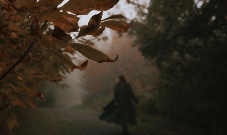 the woods are calling 🍂🦔