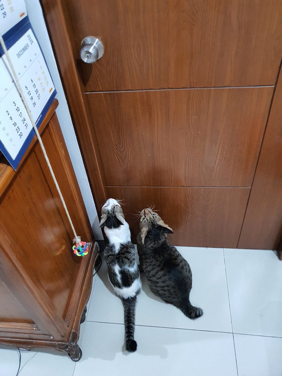 Waiting for the door to open like… 🐾✨ 

#CuriousKitties #CatLife #FelineFriends #DoorWatchers #CatAdventures