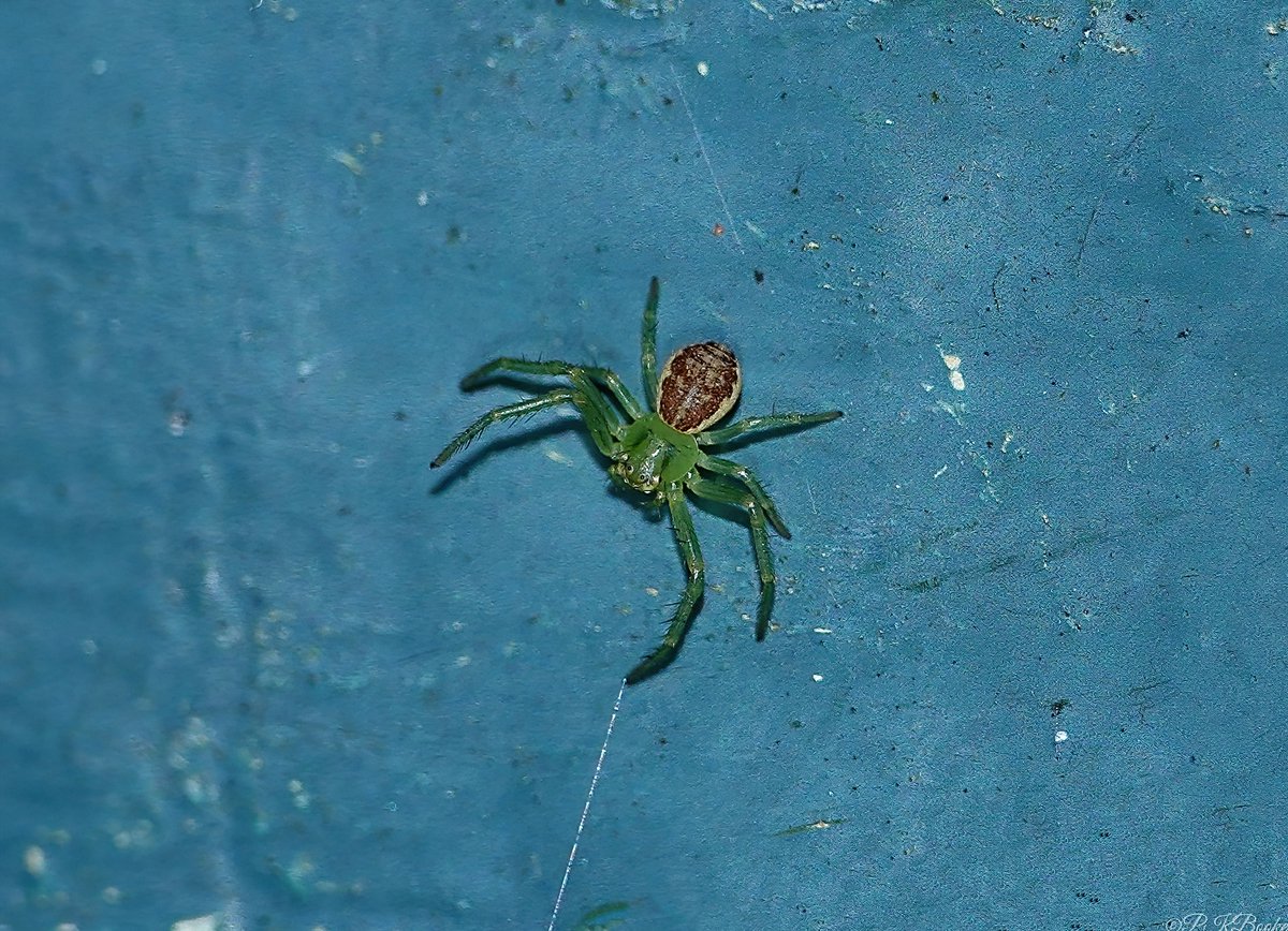 'PK' 🏳️🌈 (@pkbook22) on Twitter photo A beautiful female Crab spider 'Diaea dorsata'
<a href="/btnhovewildlife/">B & H Wildlife Forum</a> <a href="/SussexWildlife/">Sussex Wildlife Trust 🦔</a> <a href="/HavelockRoadBtn/">Havelock Road Brighton</a> <a href="/ECO21st/">Eco21st</a> <a href="/NearbyWild/">NearbyWild #RewildTheEarth 🍃💚🍃</a> <a href="/Kate_Bradbury/">Kate Bradbury 🏳️🌈</a> <a href="/NatureUK/">NatureUK</a> <a href="/Natures_Voice/">RSPB</a> <a href="/SussexWildSoc/">Sussex Uni Wild Soc</a> <a href="/CoolBrighton/">Cool Brighton</a> <a href="/EcoRecording/">EcoRecord</a> <a href="/WildlifeComms/">Wildlife Communications</a> <a href="/NatureIn_Focus/">Nature inFocus</a> <a href="/SxBRC/">Sussex Biodiversity</a> <a href="/Britnatureguide/">The British Nature Guide</a> <a href="/BritishSpiders/">BAS</a> A beautiful female Crab spider 'Diaea dorsata'
<a href="/btnhovewildlife/">B & H Wildlife Forum</a> <a href="/SussexWildlife/">Sussex Wildlife Trust 🦔</a> <a href="/HavelockRoadBtn/">Havelock Road Brighton</a> <a href="/ECO21st/">Eco21st</a> <a href="/NearbyWild/">NearbyWild #RewildTheEarth 🍃💚🍃</a> <a href="/Kate_Bradbury/">Kate Bradbury 🏳️🌈</a> <a href="/NatureUK/">NatureUK</a> <a href="/Natures_Voice/">RSPB</a> <a href="/SussexWildSoc/">Sussex Uni Wild Soc</a> <a href="/CoolBrighton/">Cool Brighton</a> <a href="/EcoRecording/">EcoRecord</a> <a href="/WildlifeComms/">Wildlife Communications</a> <a href="/NatureIn_Focus/">Nature inFocus</a> <a href="/SxBRC/">Sussex Biodiversity</a> <a href="/Britnatureguide/">The British Nature Guide</a> <a href="/BritishSpiders/">BAS</a>