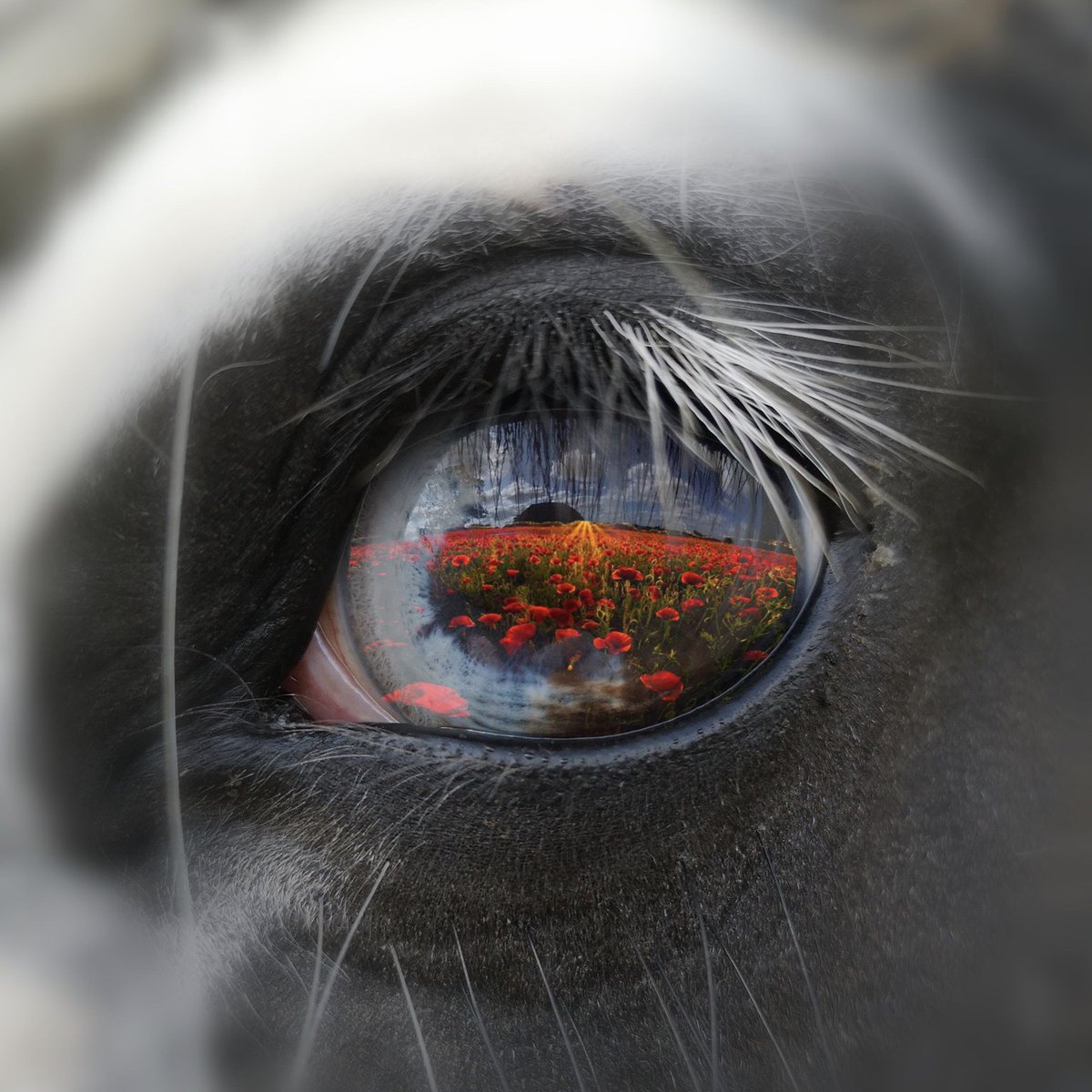 This Remembrance Sunday, we honour not only the brave men and women who served but also the millions of horses, donkeys, and mules who stood by their side.

May we never forget the sacrifices made in the pursuit of peace. ❤️

#RemembranceSunday #LestWeForget #HonoringOurHeroes