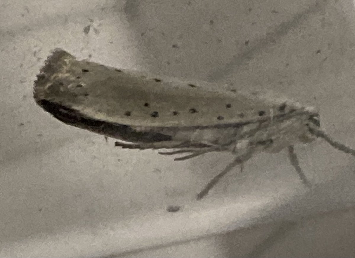 Paz Fletcher tweet media