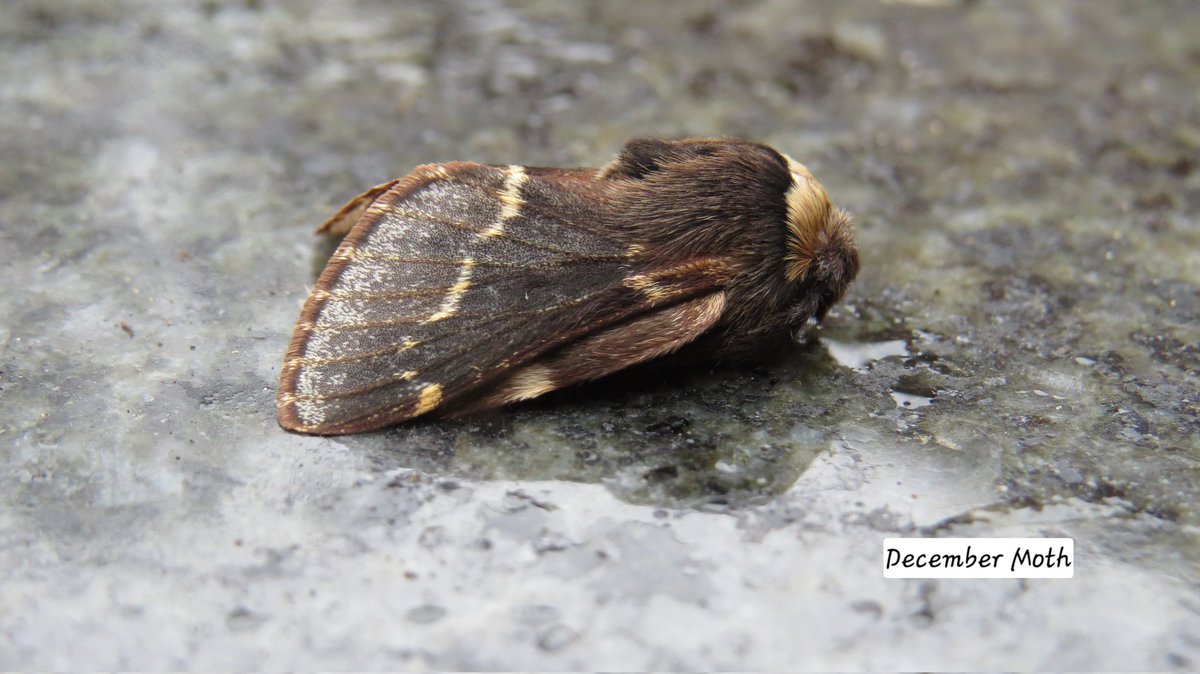NickPGoddard's tweet photo. Only 2 moths in the trap last night! Albeit with very appropriate names for the time of year, although it doesn’t feel we are quite there yet! A December Moth and a Winter Moth. @BritishMoths https://t.co/83VlUiWEE9