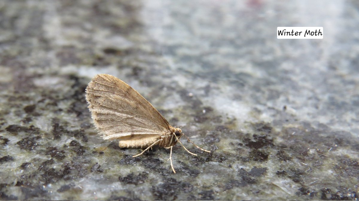 NickPGoddard's tweet photo. Only 2 moths in the trap last night! Albeit with very appropriate names for the time of year, although it doesn’t feel we are quite there yet! A December Moth and a Winter Moth. @BritishMoths https://t.co/83VlUiWEE9