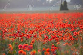 DreyfusJames's tweet image. Remembering those men, women &amp;amp; animals, who fought for everything we’re lucky enough to have today. It’s precious, and came at an horrendous cost.

Let’s continue to fight for the preservation of the freedoms THEY gifted us. 

#RememberanceDay2024