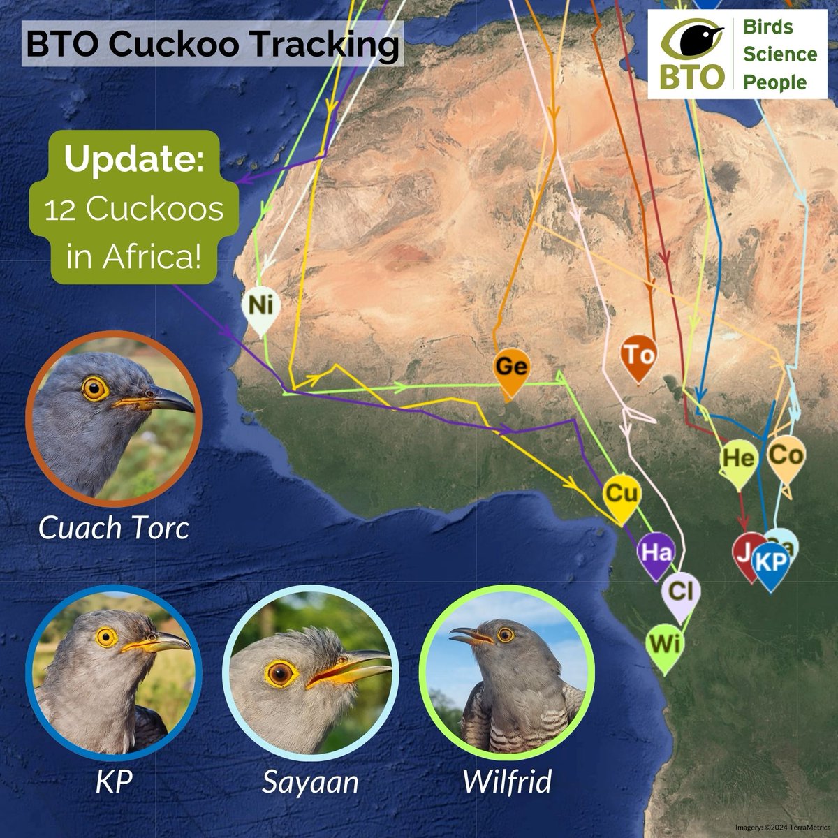 12 #BTOCuckoos are in Africa! 😀 Wilfrid, currently in Angola, is the furthest south of our tagged birds. He has travelled in excess of 5,592 miles since leaving his Suffolk breeding grounds in July! Find out more about the project ➡️ bto.org/cuckoos  #Ornithology