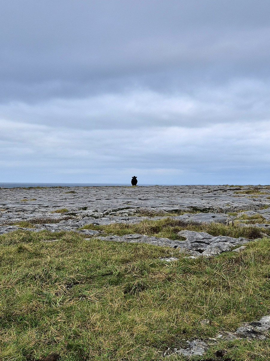 "Ever had the feeling you're being watched?"

The Burren, County Clare, Ireland.