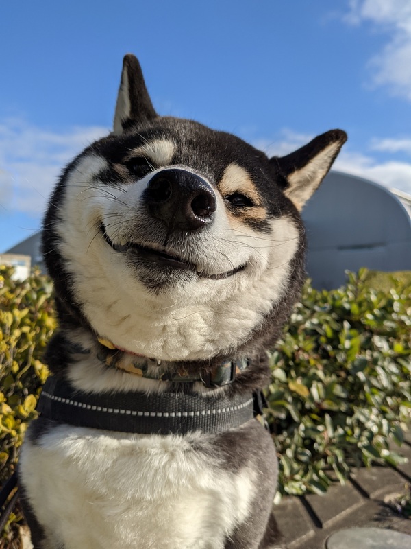 kuroshibaHAL's tweet photo. 通りすがりのおばあさんに「触ってもいい？」されて喜ぶ春吉に、「うちの仔10何歳で死んじゃって…この歳じゃ新しい仔飼えないから、こうしてよその仔なでさせてもらってるの♪」って寂しそうだけど嬉しそうな笑顔。良かった、今日も春吉はどこかの誰かと飼い主をちょっとだけ幸せにしてくれました。 https://t.co/C2dMx87pH5