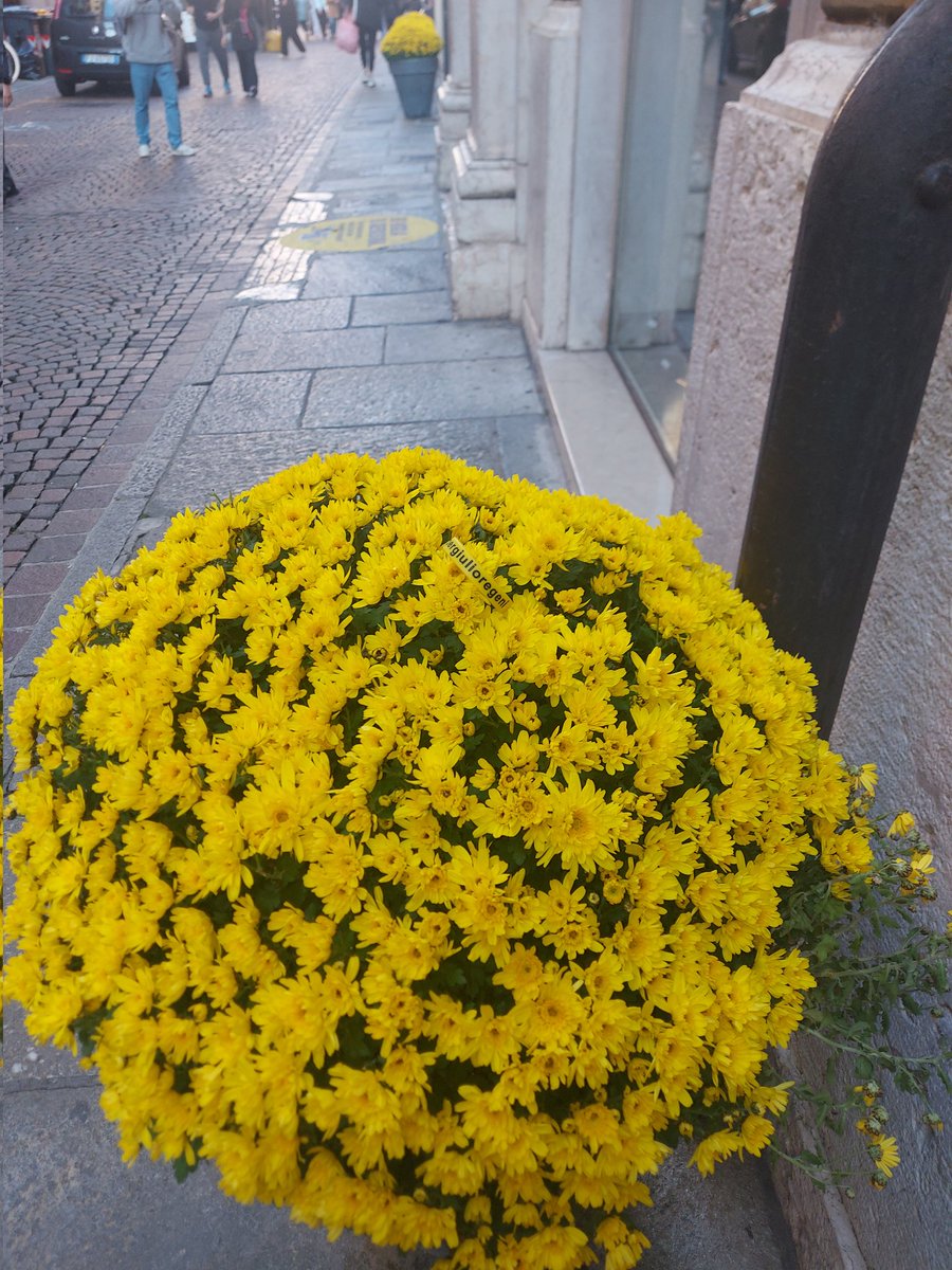 Orrudamiano's tweet photo. Modena 10 novembre 2024
@festival_more #learningmorefestival
#veritapergiulioregeni
@GiulioSiamoNoi https://t.co/ZVWUDY1uYA