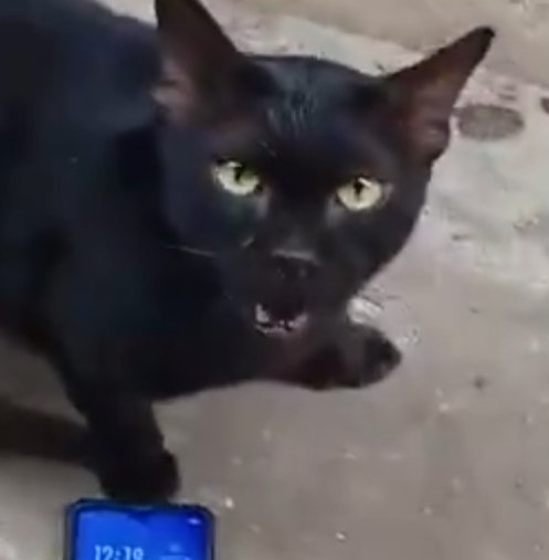 corewse31's tweet photo. 🐈‍⬛#SAVECAT🐈‍⬛
แค่หนังจะเอาอะไรสมจริงอะไรขนาดนั้น CG ก็มี สงสารน้องแมว
#แบนแม่หยัว #แม่หยัวep5 #แบนช่องone #แบนบอยถกลเกียรติ #แมว #แมวดำ #cat #watchdogthailand #โหนกระแส #กรรมกรข่าวคุยนอกจอ #สัตวแพทย์ #ทารุณกรรมสั���ว์ #ตันหยง #ทองดี https://t.co/o0xP3RXTv9