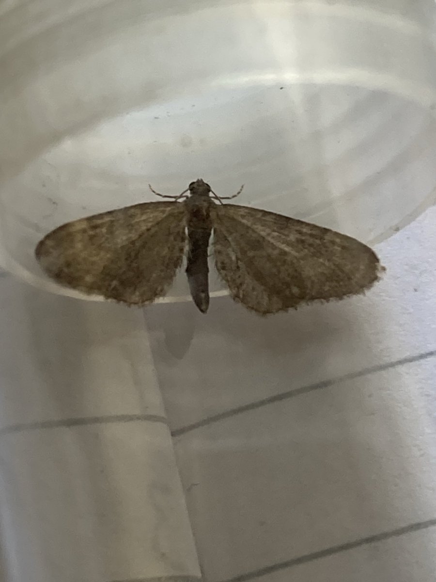 Paz Fletcher tweet media