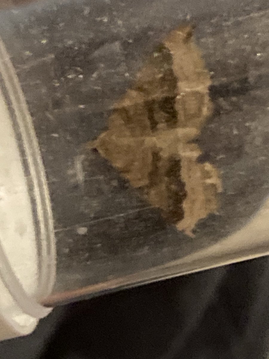 Paz Fletcher tweet media