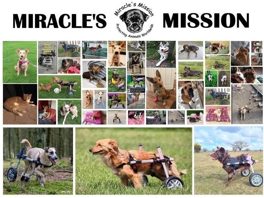 'Animals using wheels and prosthetics can live as good a life as a fully able-bodied animal and this is what we want to show people.'~ <a href="/MiriMission/">info@miraclesmission.org</a>.

Please help our disabled rescues when you buy a bracelet or pendant from protect-all-wildlife.ecwid.com 🐾