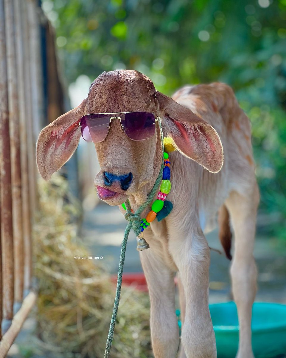 Ａ𝒿𝒶𝔂 𝐁ђα𝔱ᎥＡ😎 tweet media