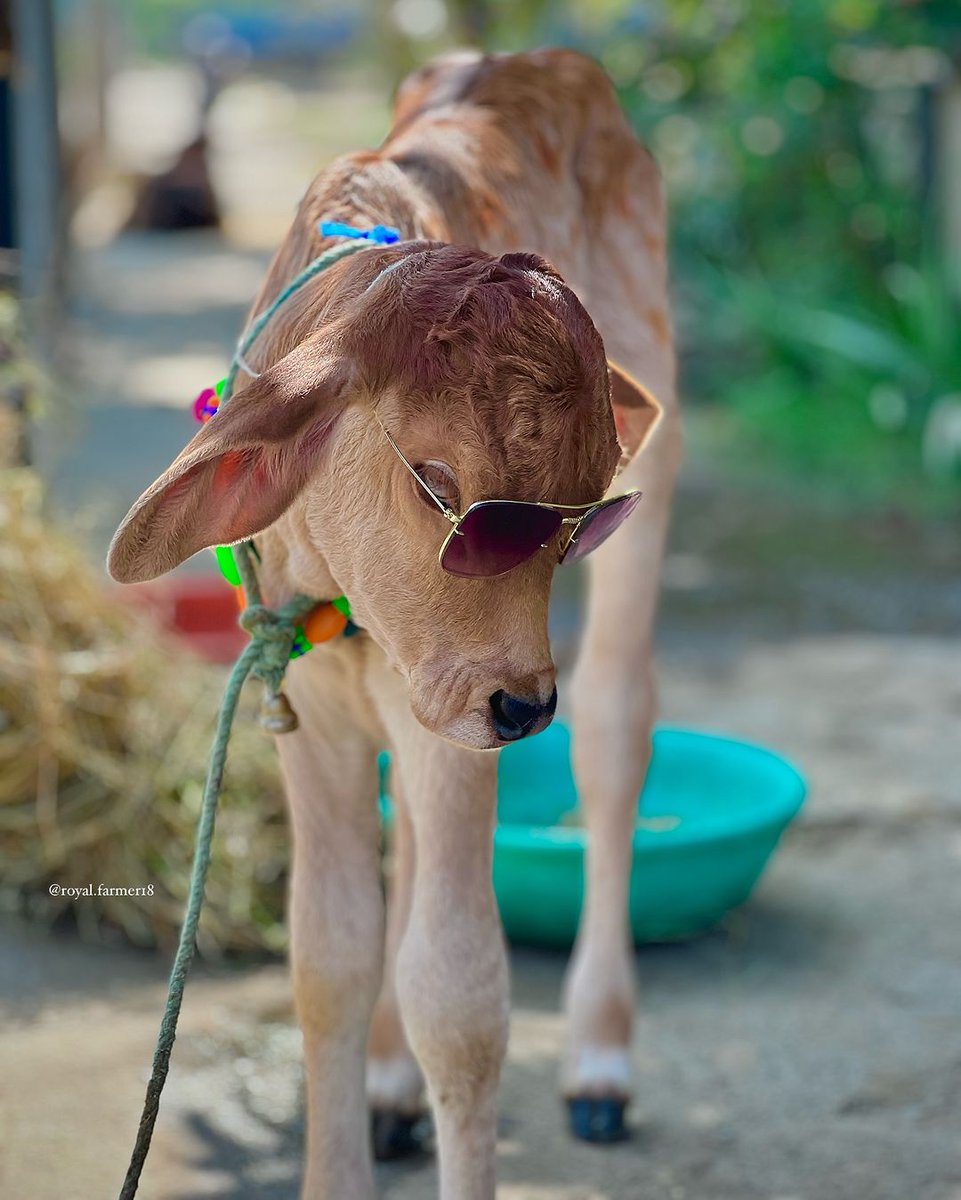 Ａ𝒿𝒶𝔂 𝐁ђα𝔱ᎥＡ😎 tweet media